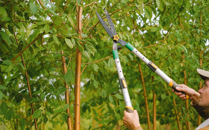 Tree trimming in Waitsburg, WA